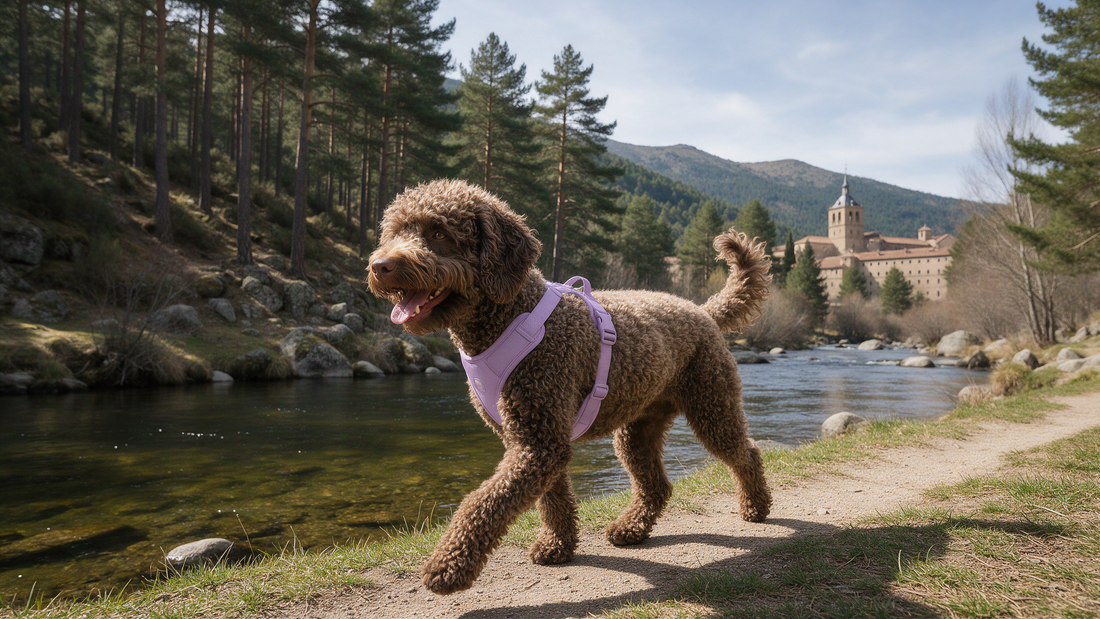 Perro de agua español con arnés lila junto al río Lozoya, con pinares y el monasterio de El Paular al fondo