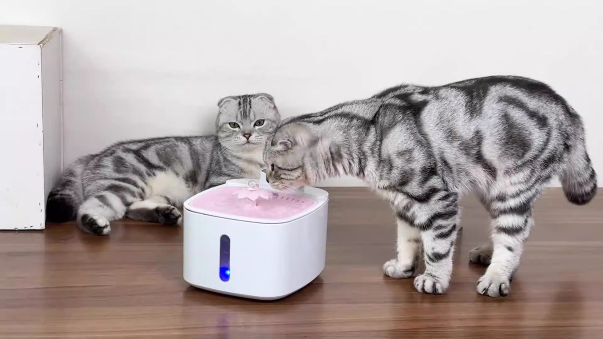 Bebedero inalámbrico con filtración para perros y gatos