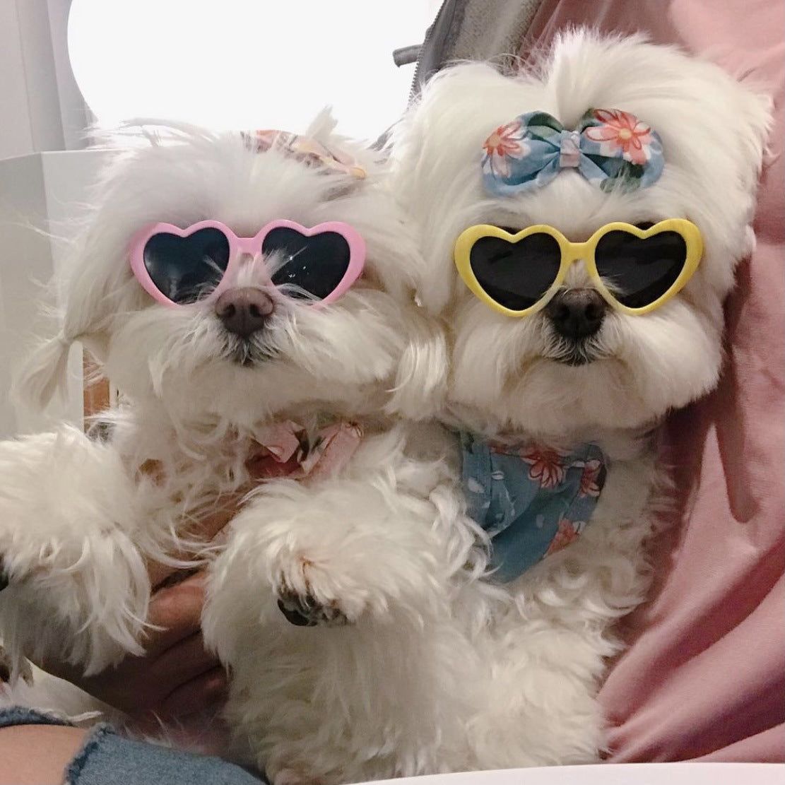 Gafas para perros y gatos en varios colores, 8 x 7,5 x 3 cm