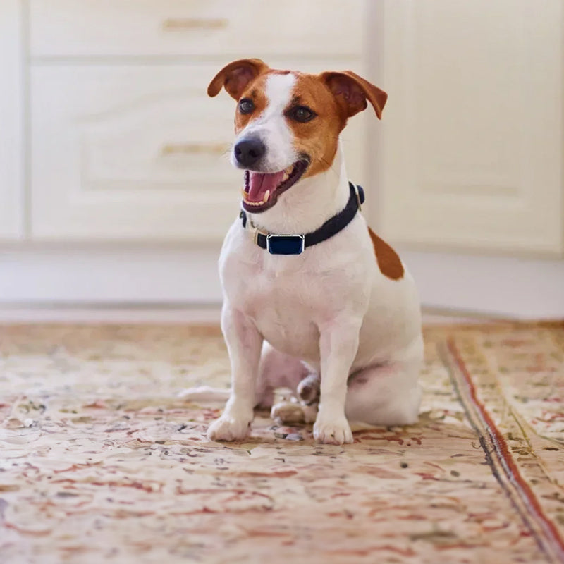 Localizador GPS para perros y gatos con collar