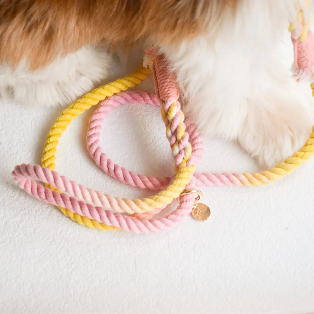 Correa manos libres Pawsome Pets New York Oh My Marshmallow, foto 4 de 4