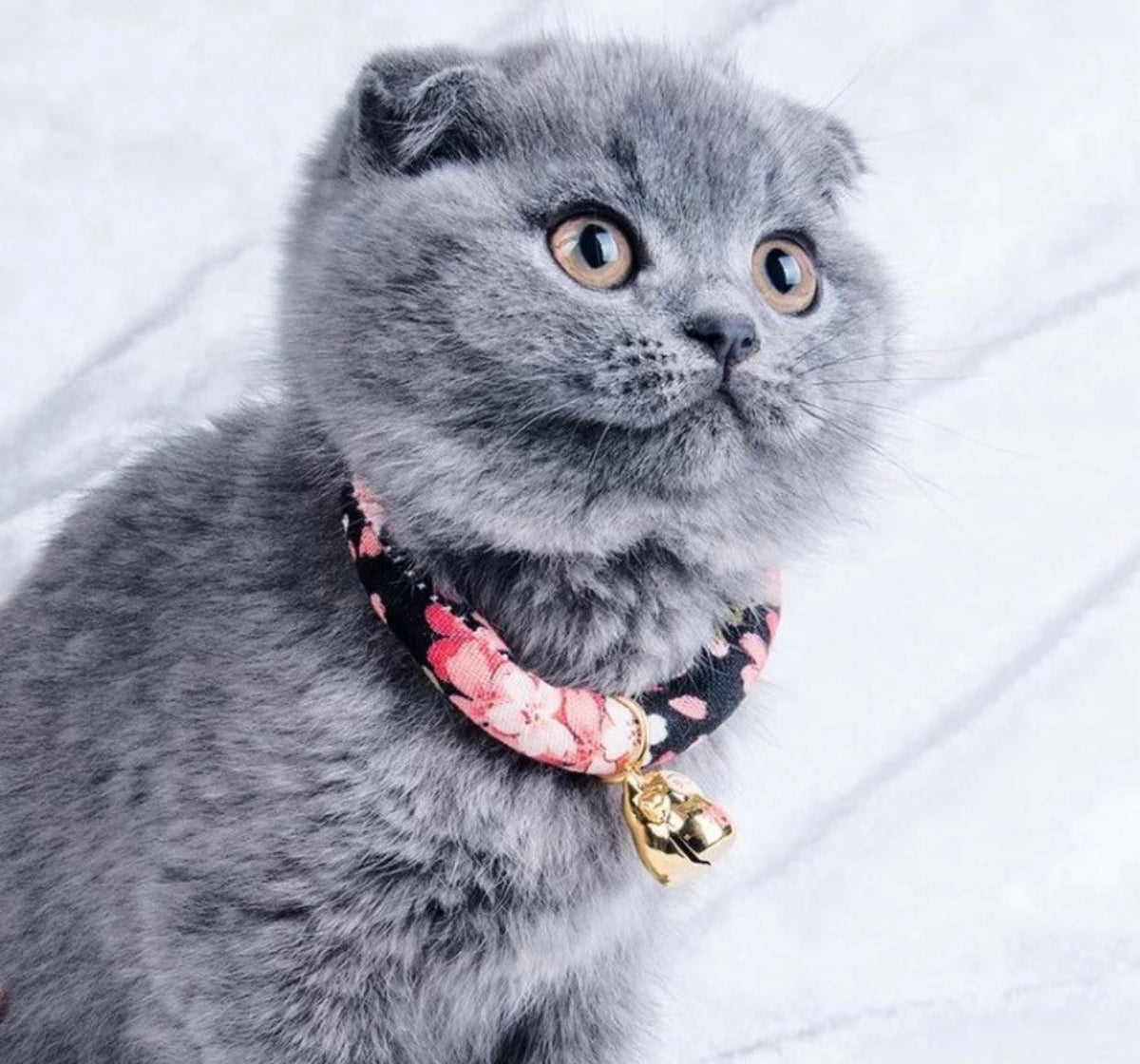 Collar sakura negro y rosa para gato y perro Pawsome Pets New York