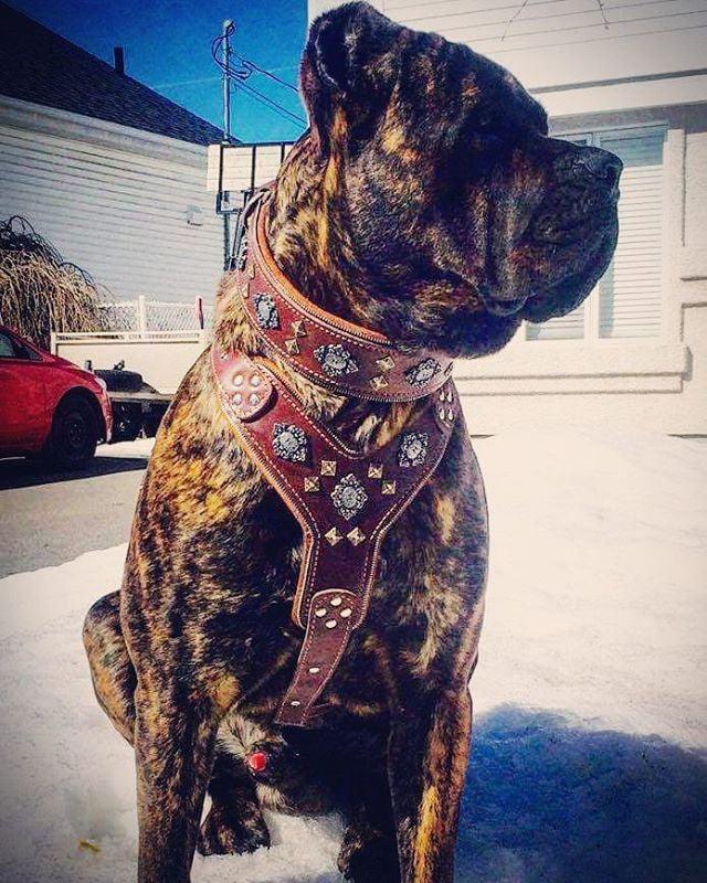 Arnés de cuero Bestia Aztec marrón para perros grandes