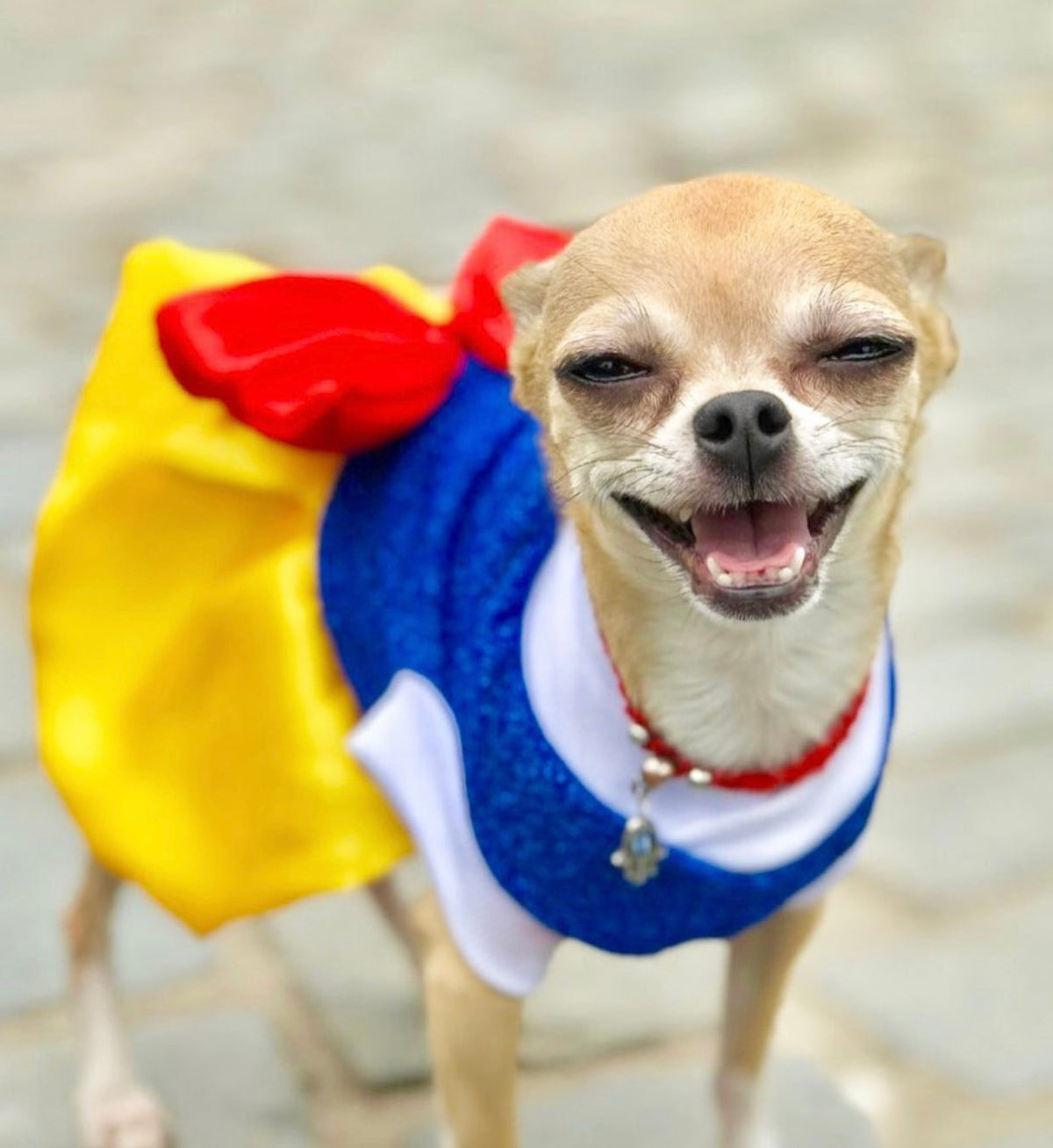 Disfraz de Blancanieves para Perros y Gatos, foto 2 de 3