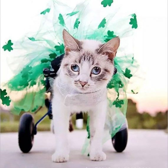 Silla de ruedas ajustable para gatos