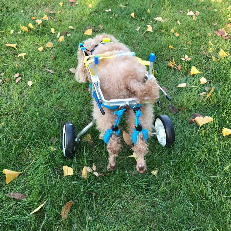 Silla de movilidad para perros y gatos