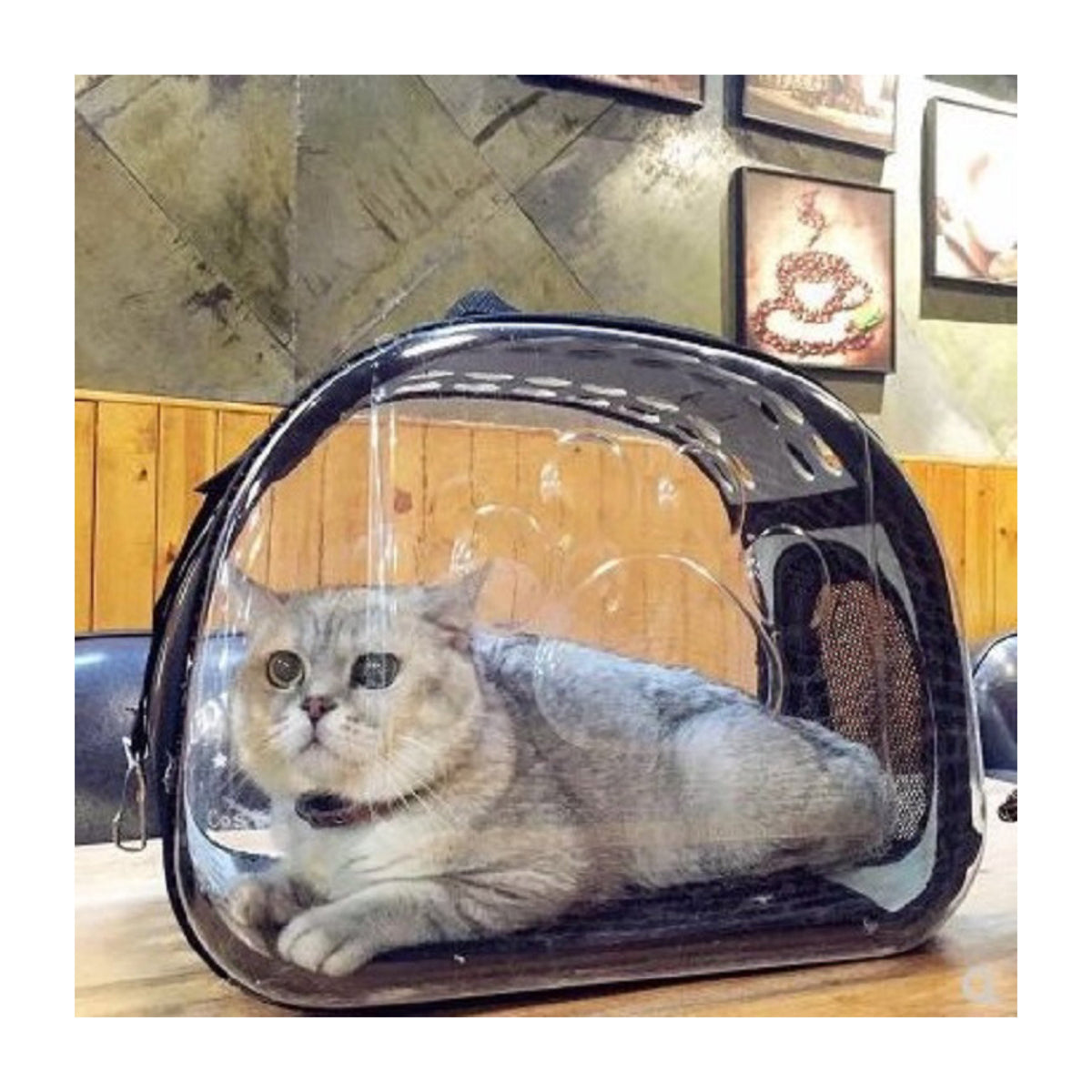 Transportín transparente para gatos y perros pequeños