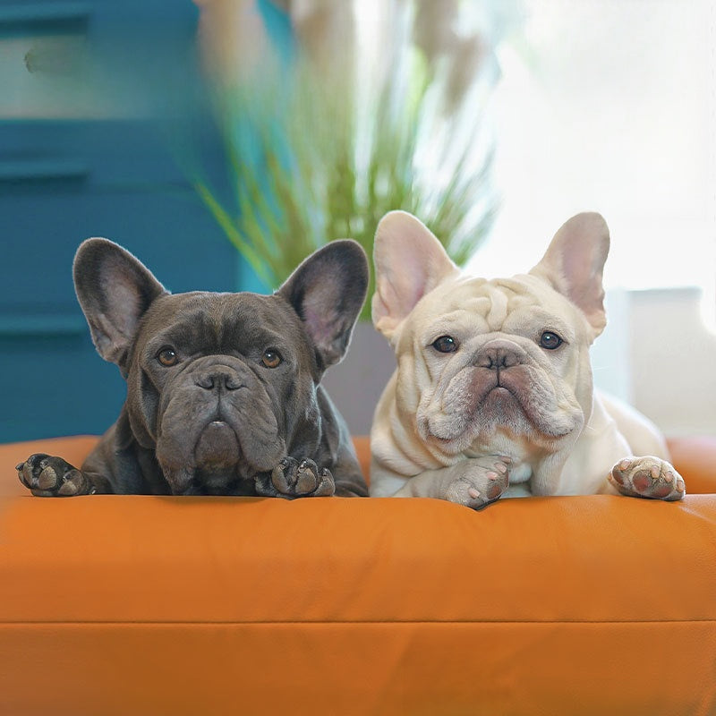 Sofá cama de espuma viscoelástica para perros y gatos
