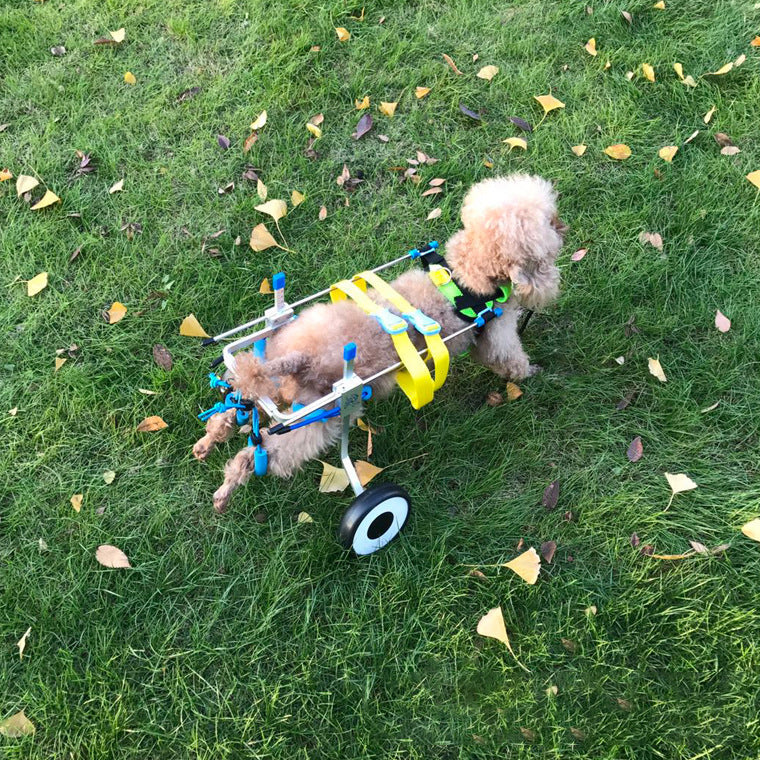 Silla de movilidad para perros y gatos, foto 2 de 8