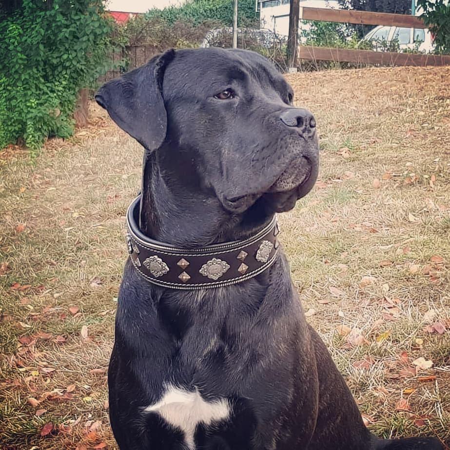 Collar Bestia Aztec negro de cuero para perros, foto 4 de 4