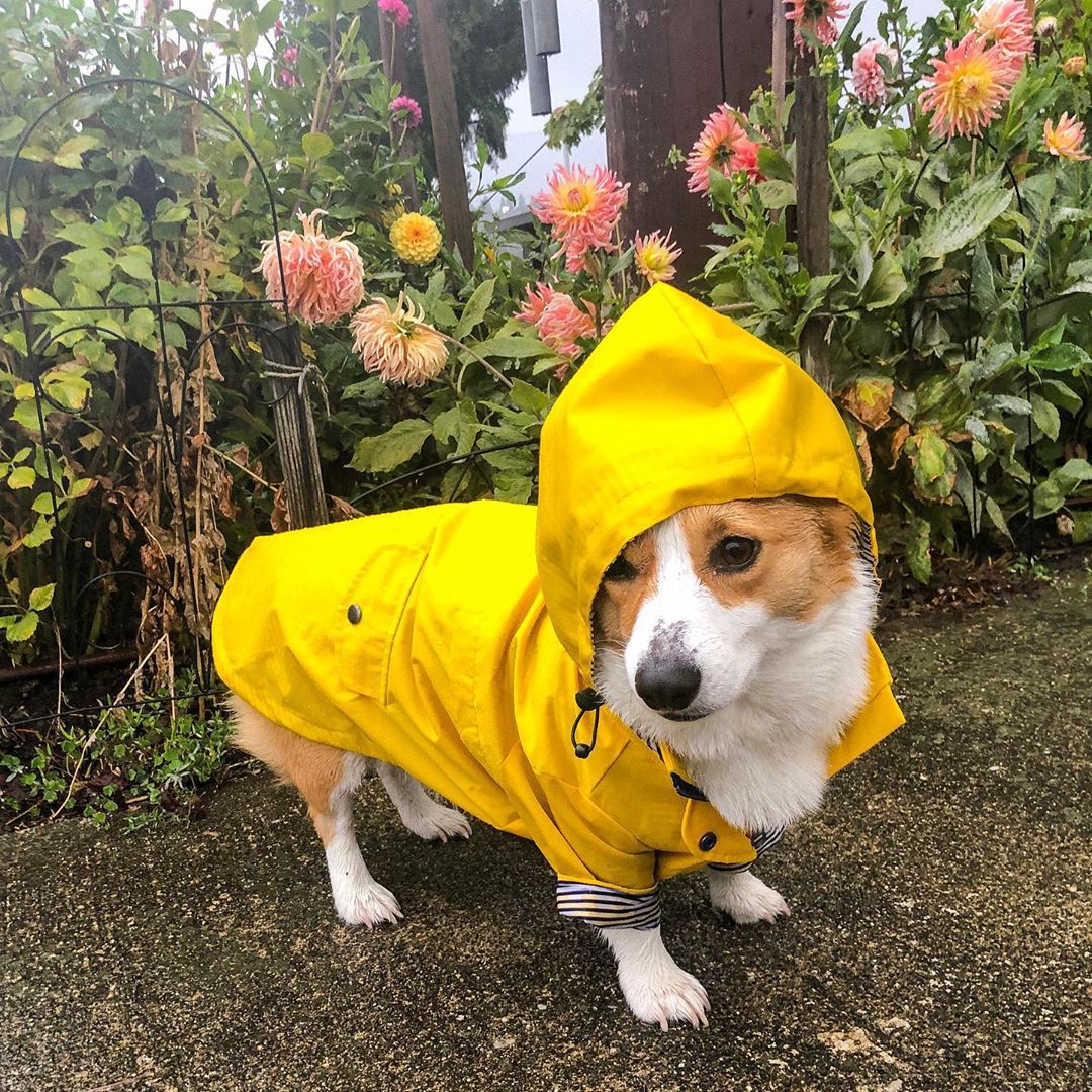 Chubasquero grueso de estilo británico retro para perros