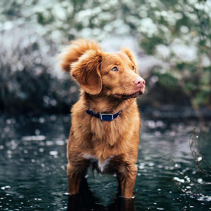 Localizador GPS para perros y gatos con collar