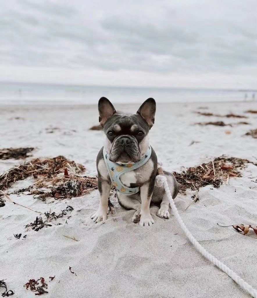 Correa manos libres y collar de cuero arcoíris Pawsome Pets New York