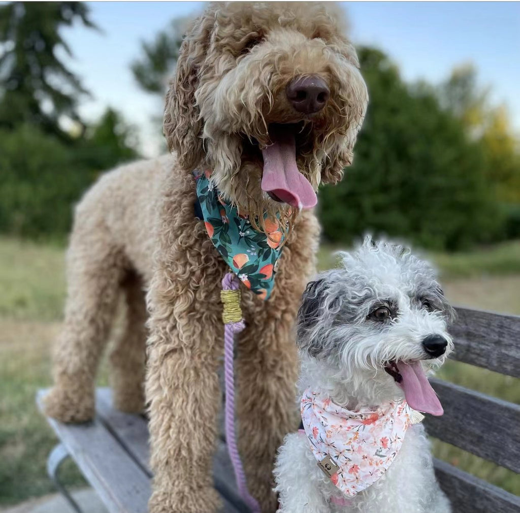 Correa de cuerda para perro rosa y menta | Pawsome Pets New York