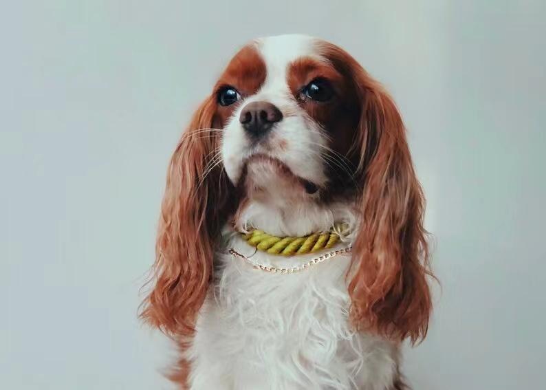 Collar de cuerda Pawsome Pets New York en rojo fresa, foto 5 de 5