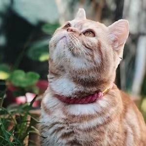 Collar y correa Pawsome Pets New York Daydream