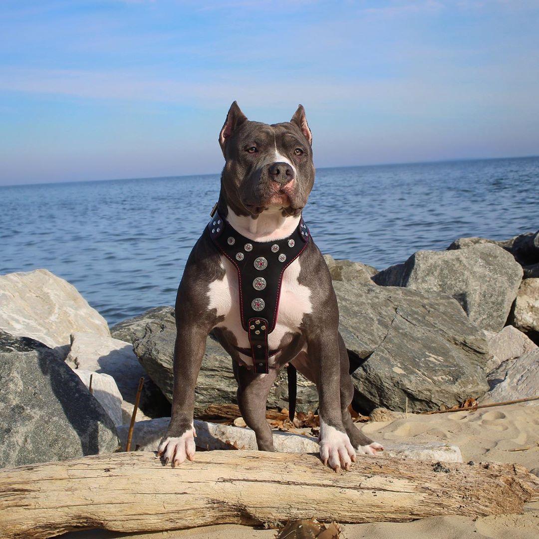 Arnés de cuero Bestia Bijou negro y rojo para perros grandes