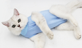 Body posoperatorio para gatos y perros pequeños
