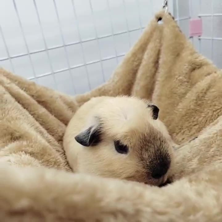 Hamaca doble de terciopelo para mascotas pequeñas, foto 4 de 5