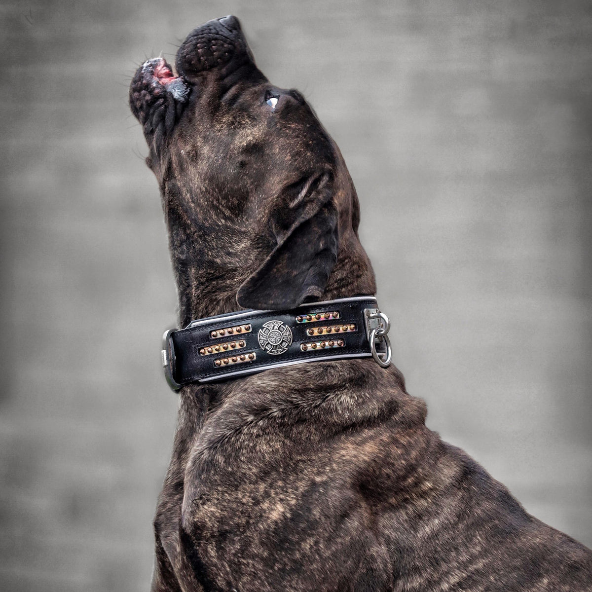 Collar Bestia Atlantis de cuero camaleónico para perros grandes, foto 3 de 4