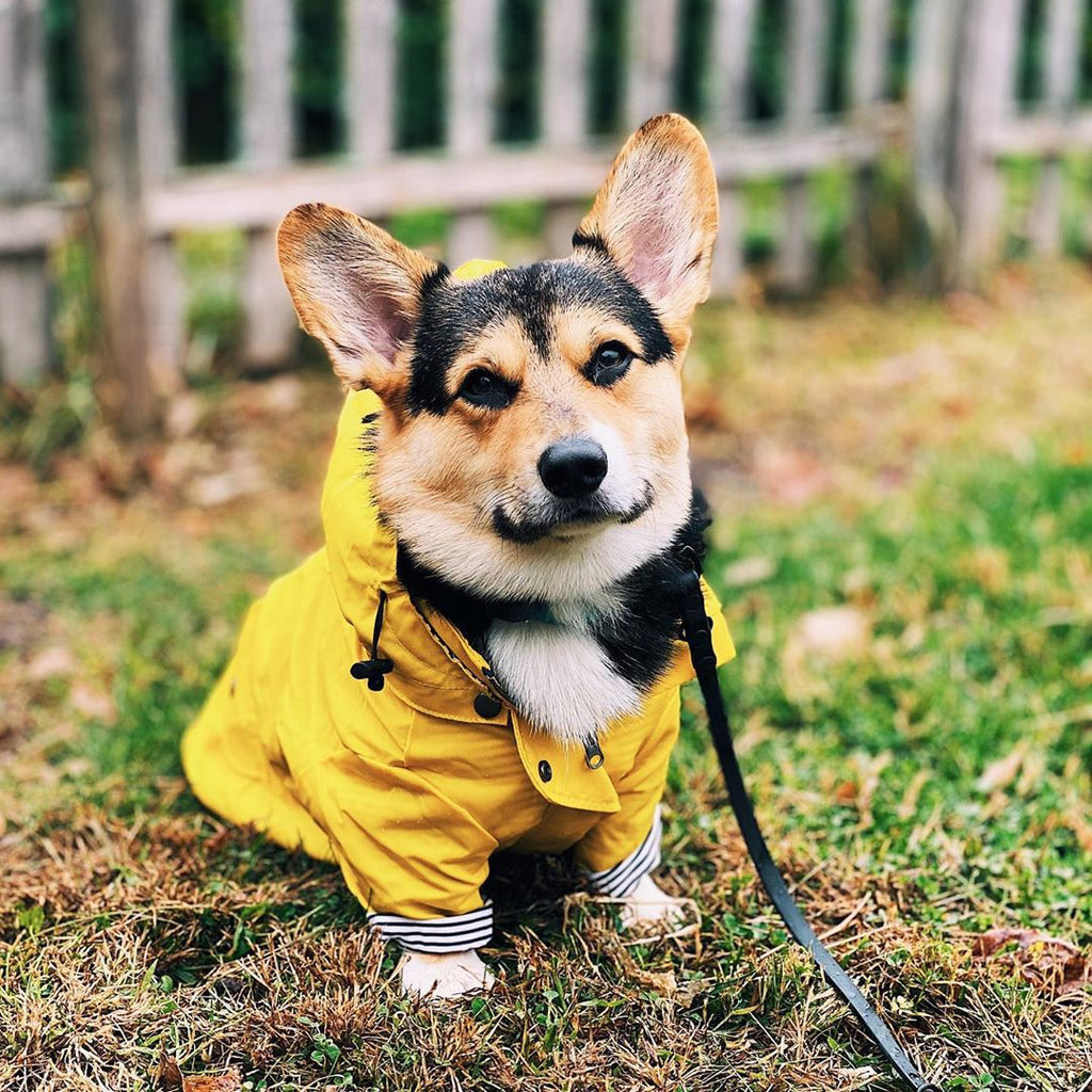 Chubasquero grueso de estilo británico retro para perros