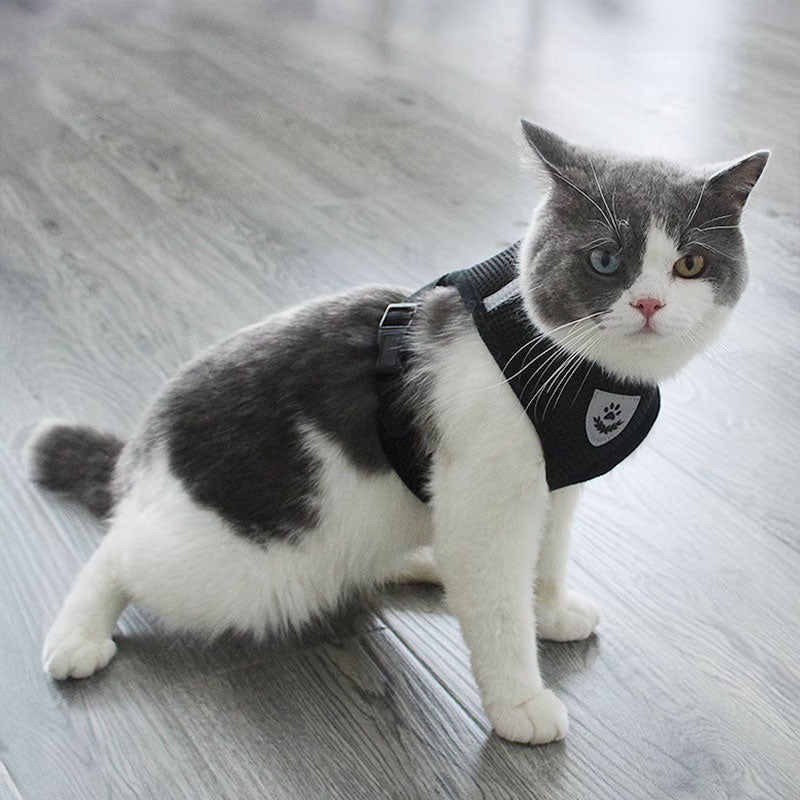 Arnés ajustable con collar y correa para perros pequeños y gatos, foto 10 de 16