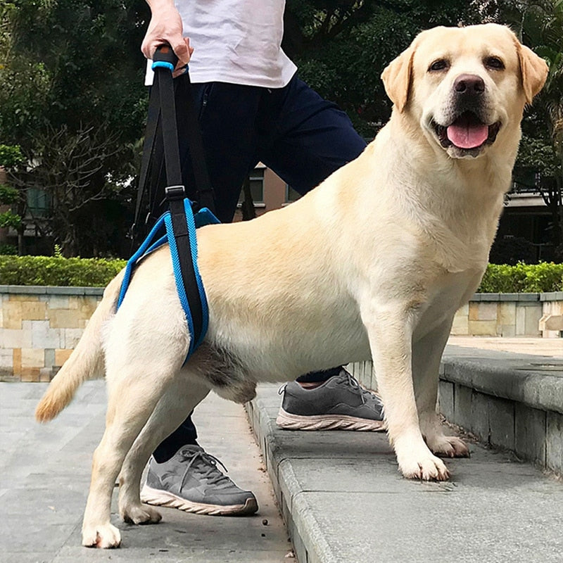 Arnés de apoyo para patas traseras de perros mayores