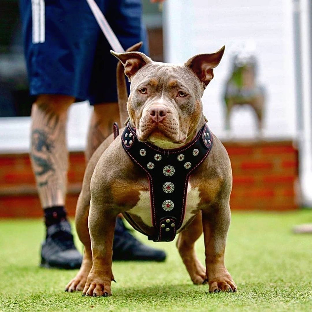 Arnés de cuero Bestia Bijou negro y rosa para perros grandes
