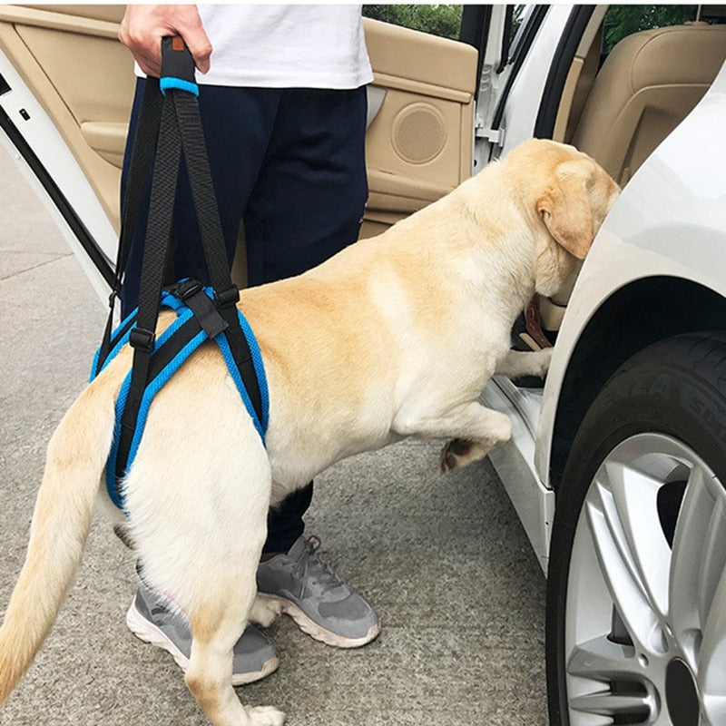 Arnés de apoyo para patas traseras de perros mayores