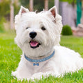 Collar de strass brillante para perros pequeños y gatos
