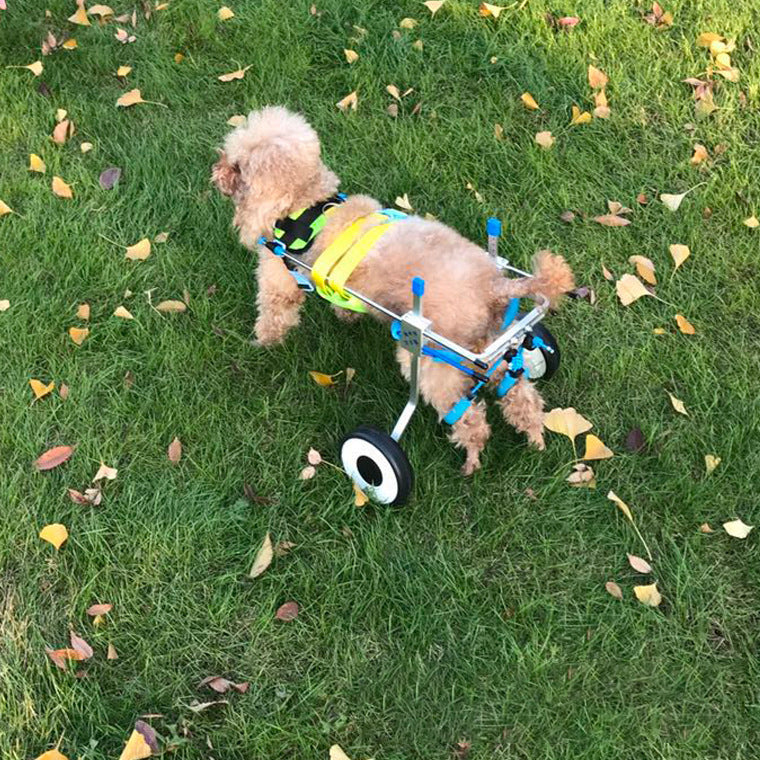 Silla de movilidad para perros y gatos, foto 3 de 8