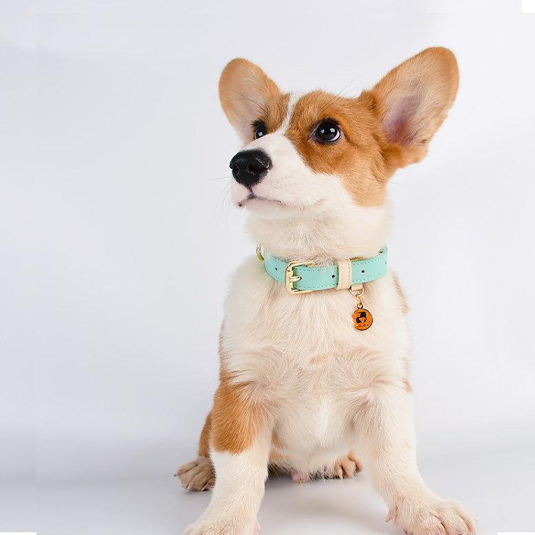 Collar de piel para perros y gatos, colores pastel