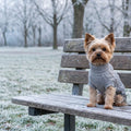 Yorkshire con jersey gris de punto trenzado sentado en un banco del parque en invierno