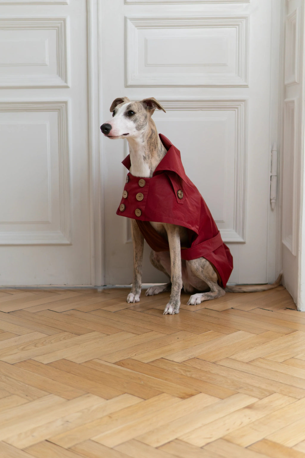 Gabardina impermeable Mellow para perros, burdeos, foto 2 de 5