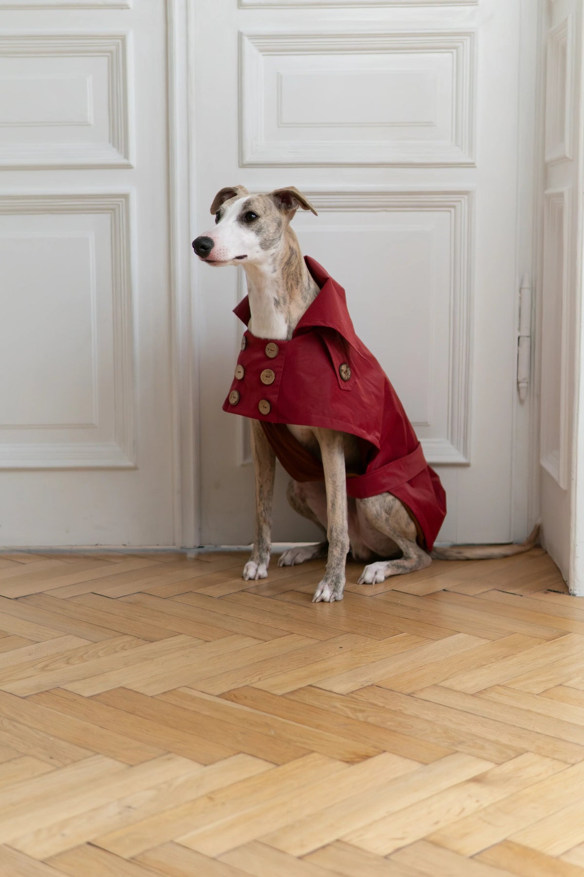 Gabardina impermeable Mellow para perros, burdeos, foto 2 de 5
