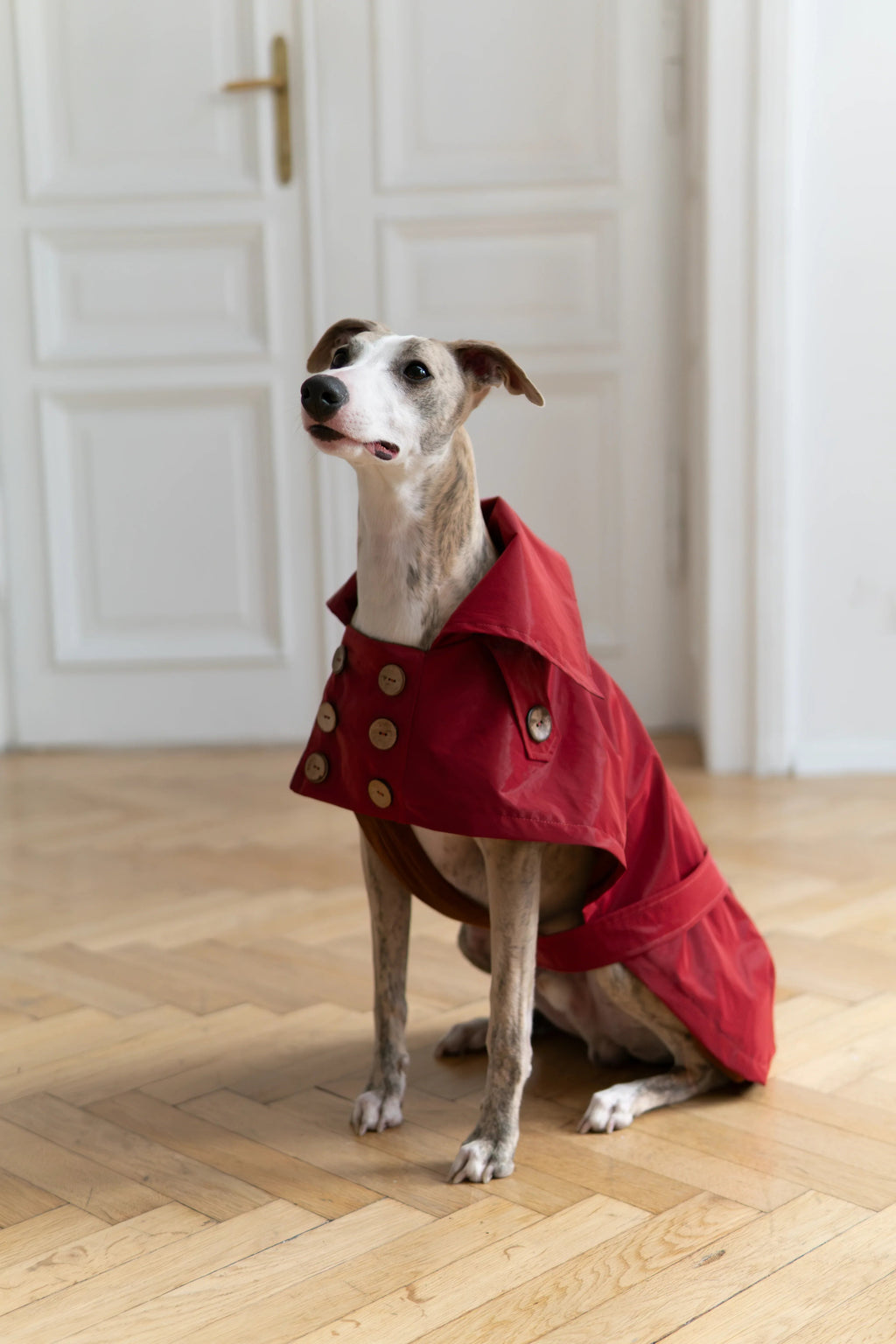 Gabardina impermeable Mellow para perros, burdeos, foto 3 de 5
