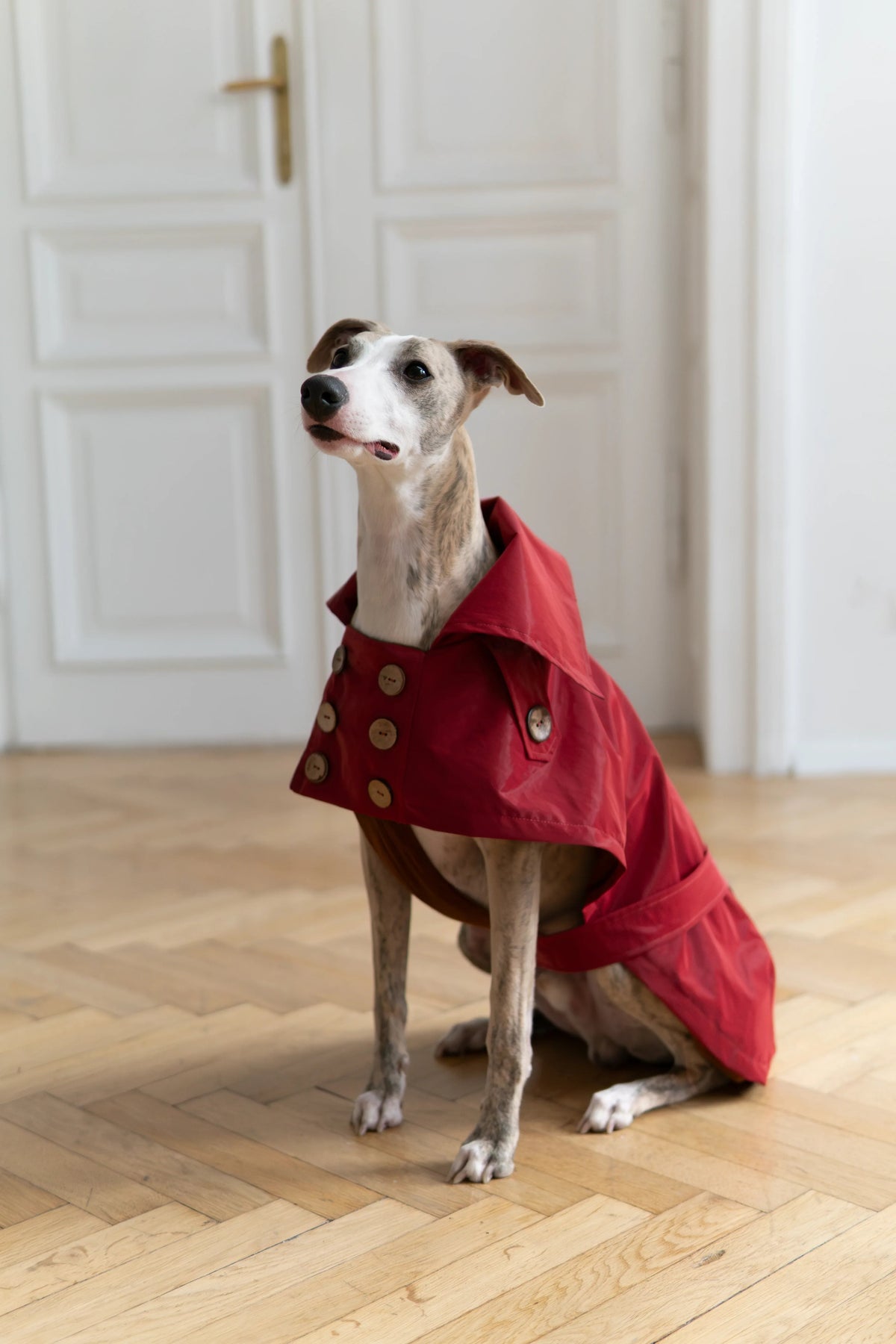 Gabardina impermeable Mellow para perros, burdeos, foto 3 de 5