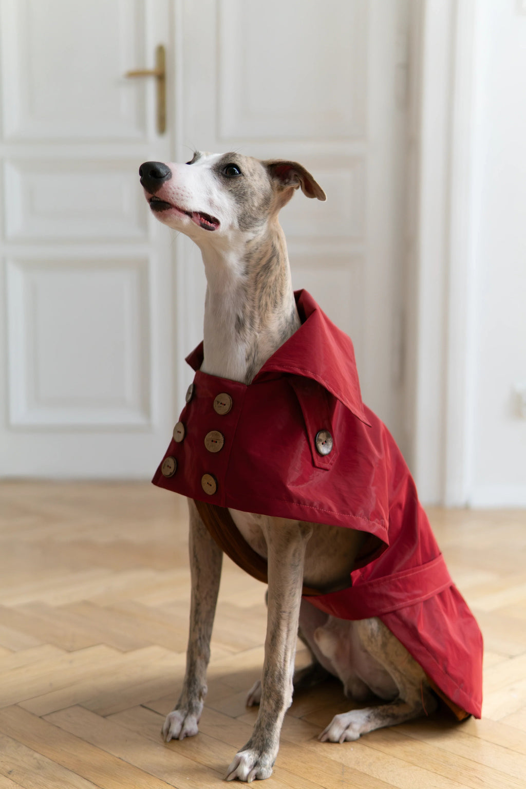 Gabardina impermeable Mellow para perros, burdeos, foto 4 de 5