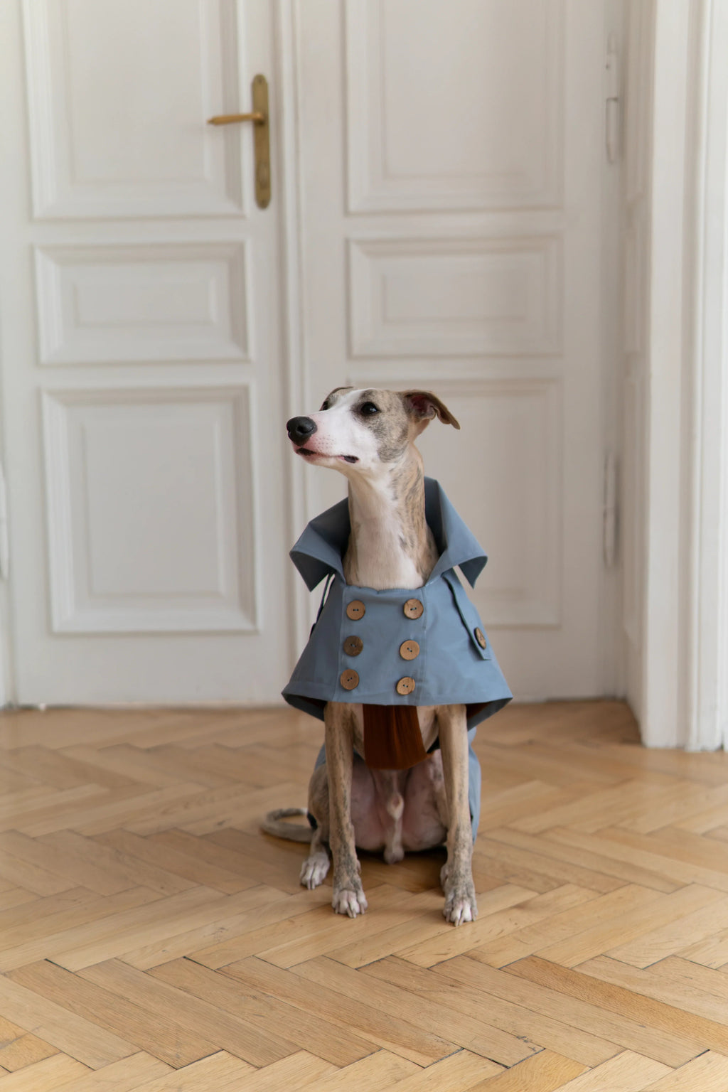 Gabardina impermeable Mellow para perros, azul claro