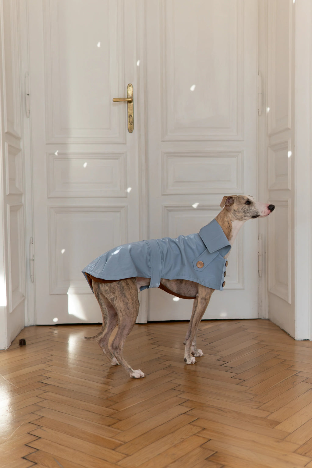 Gabardina impermeable Mellow para perros, azul claro, foto 2 de 5