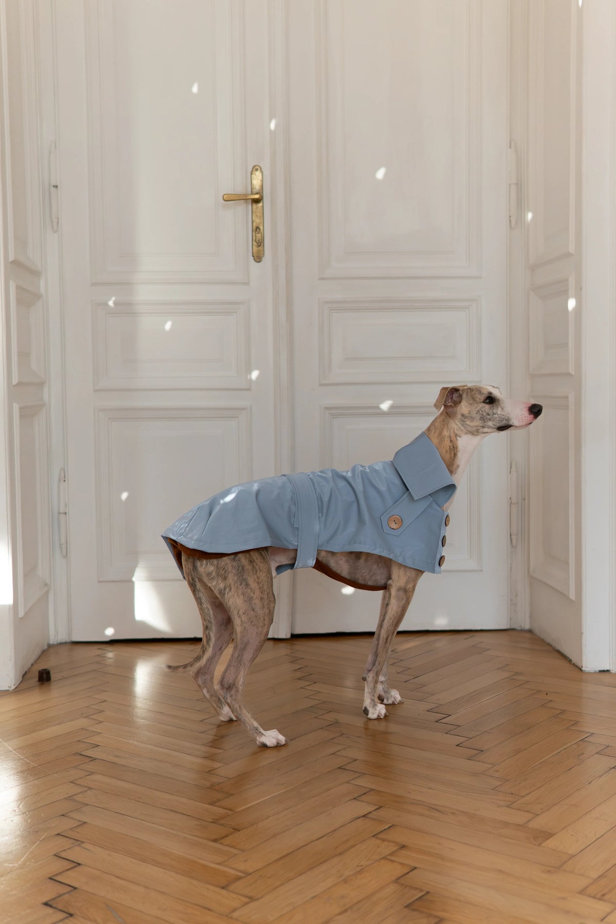 Gabardina impermeable Mellow para perros, azul claro, foto 2 de 5