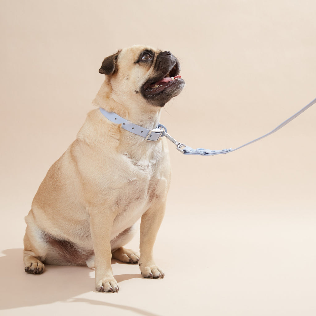Fur & Whiskers set de collar para perros