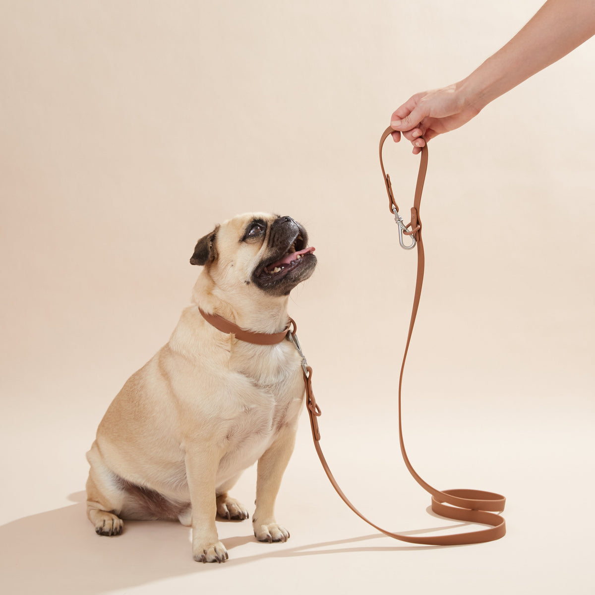 Fur & Whiskers set de collar para perros en tonos neutros
