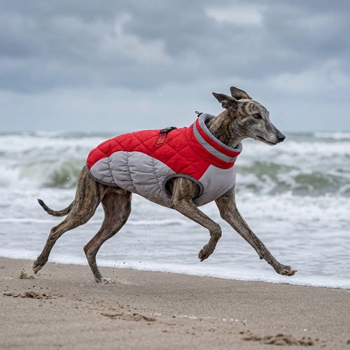 Galgo con abrigo cortavientos rojo forrado de polar corriendo por la playa en invierno
