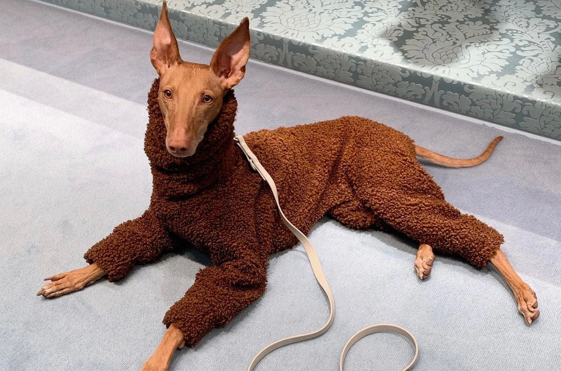 Fur & Whiskers set de collar para perros en tonos neutros, foto 5 de 5