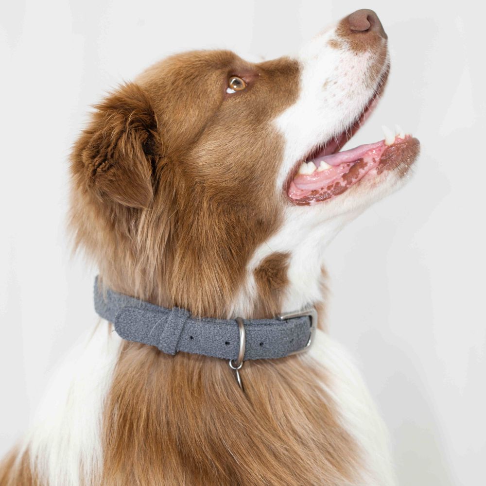 Collar de poliéster bouclé para perros con placa identificativa, foto 5 de 9