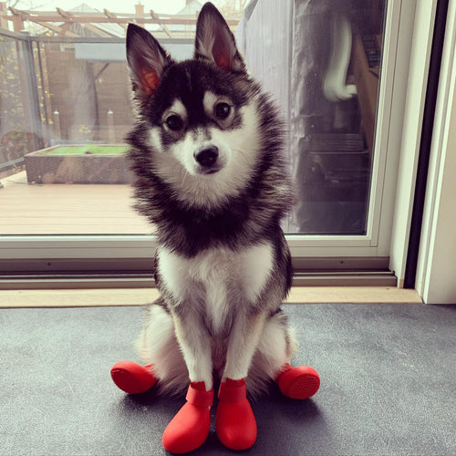 Botas de lluvia de silicona antideslizantes para perros