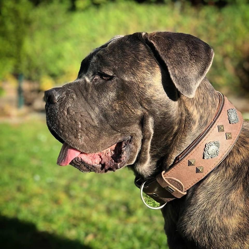 Collar Bestia Aztec gris de cuero para perros grandes, foto 2 de 3