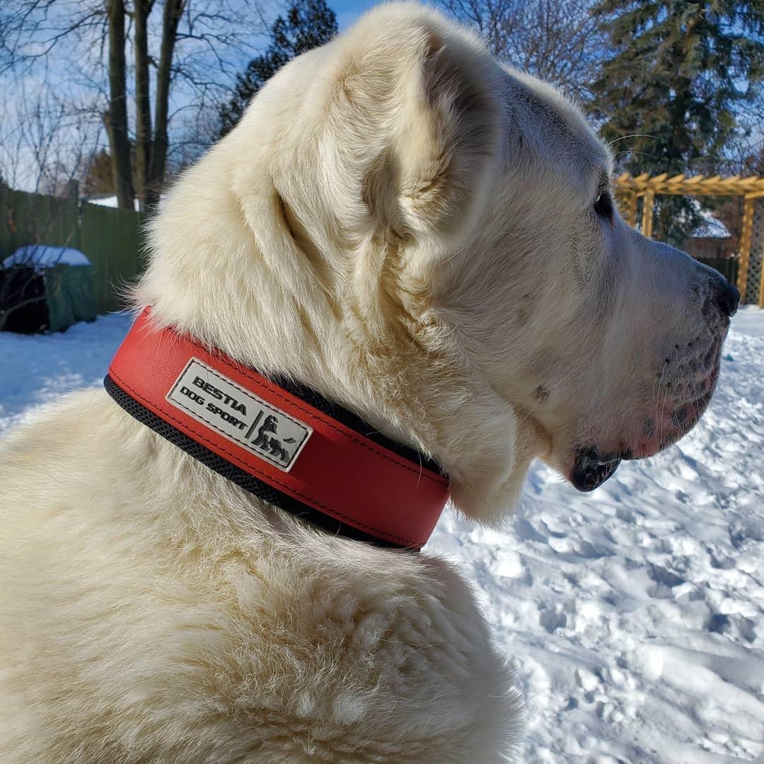 Collar Bestia Dog Sport rojo para perros, foto 4 de 5
