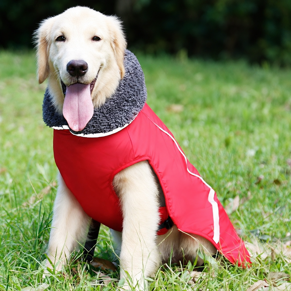 Golden retriever con el abrigo de invierno rojo con cuello de borreguito